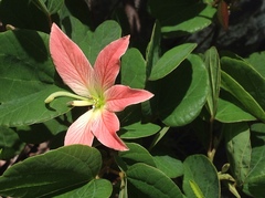 Bauhinia coulteri