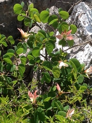 Bauhinia coulteri