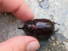 Oryctes nasicornis