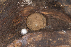 Vespericola marinensis