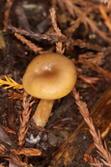 Rhodophana nitellina