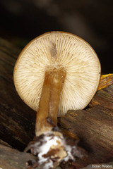 Rhodophana nitellina