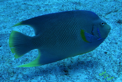 Holacanthus bermudensis