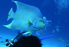 Holacanthus bermudensis