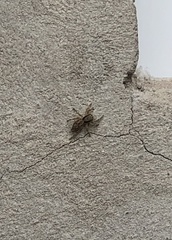 Menemerus bivittatus