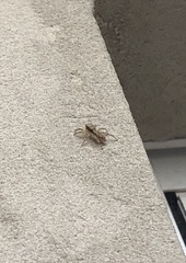 Menemerus bivittatus