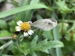 Leptosia nina