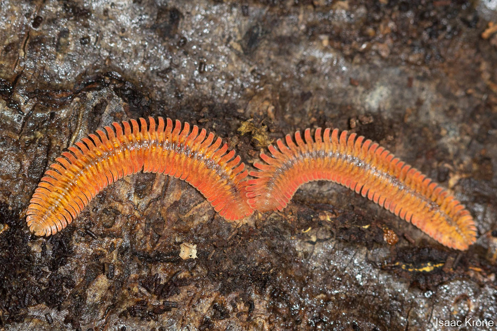Brachycybe picta