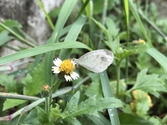 Leptosia nina