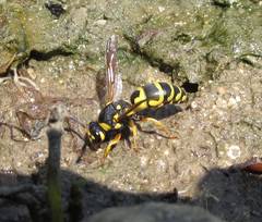 Euodynerus dantici