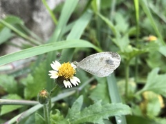 Leptosia nina