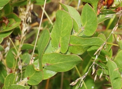 Arctostaphylos pechoensis