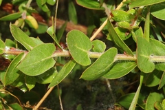 Arctostaphylos pechoensis