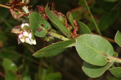 Arctostaphylos pechoensis