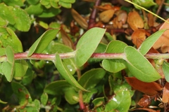 Arctostaphylos pechoensis