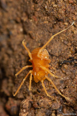 Phalangodidae
