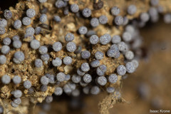 Physarum globuliferum