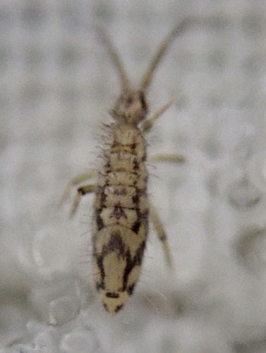 Entomobrya intermedia