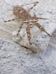 Liturgusidae