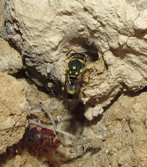 Euodynerus disconotatus