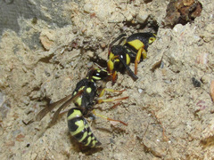 Euodynerus disconotatus