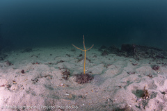 Olindagorgia gracilis