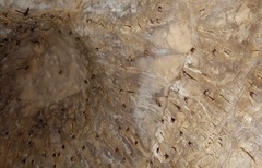 Hipposideros diadema