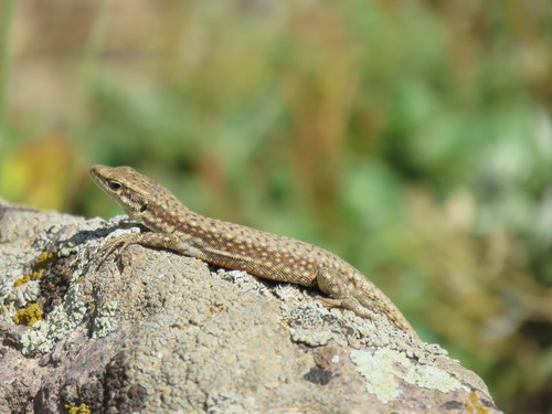 Alborz Lizard