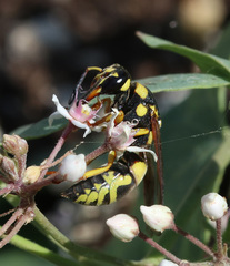 Euodynerus fastidiosus