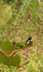 Orthoptera