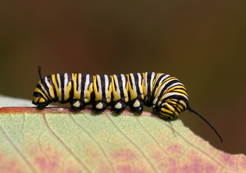 Monarch photographed in Vermont