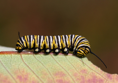 Mariposa monarca