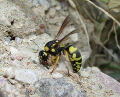 Euodynerus fastidiosus