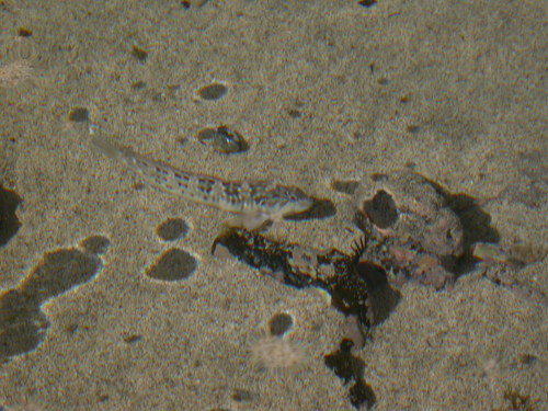 Rock-pool Blenny (Parablennius parvicornis)