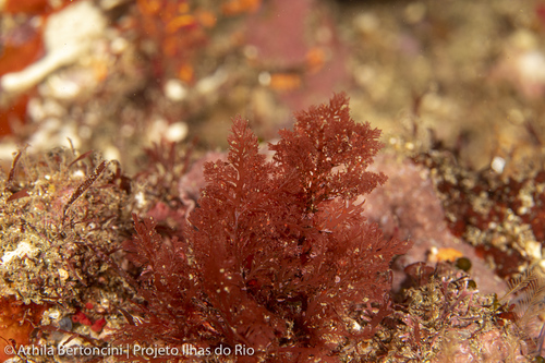 Plocamium brasiliense