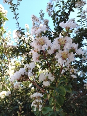 Lagerstroemia indica