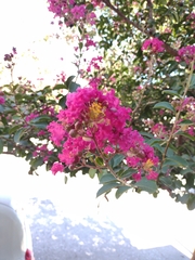Lagerstroemia indica