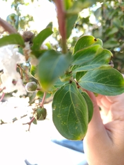 Lagerstroemia indica