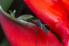 Leptoscelis tricolor