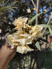 Nerium oleander