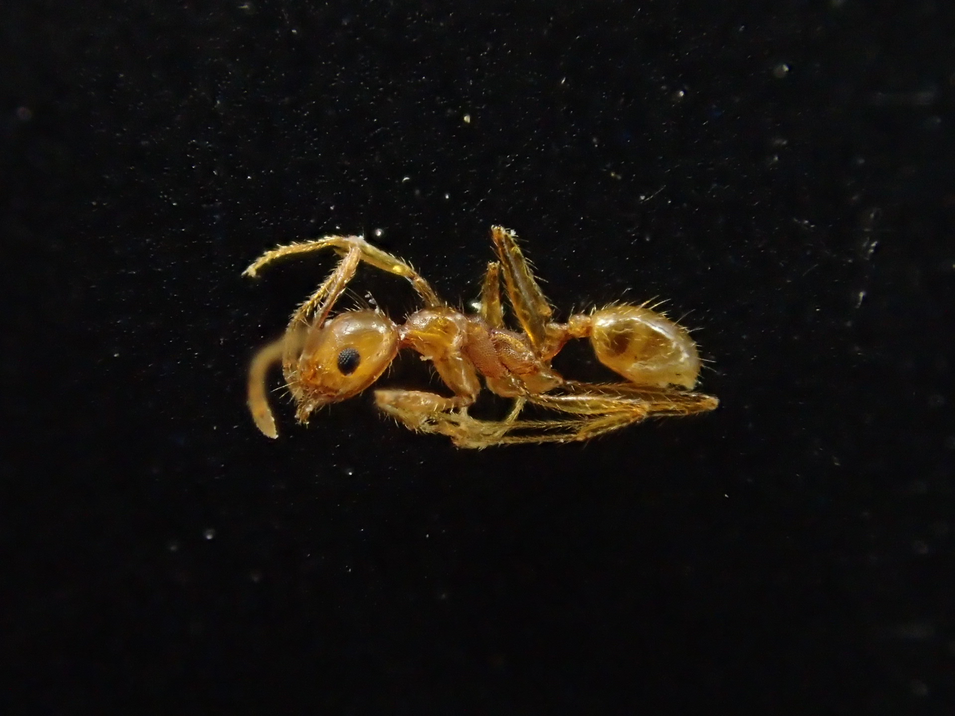Pheidole hyatti