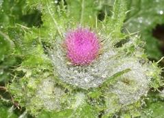 Cirsium brevistylum