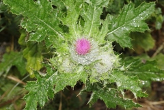 Cirsium brevistylum