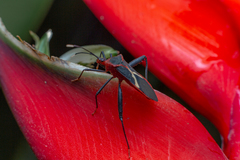 Leptoscelis tricolor