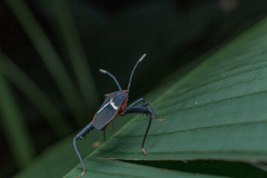 Leptoscelis tricolor