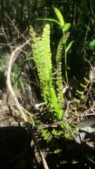 Notholaena trichomanoides