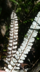 Notholaena trichomanoides