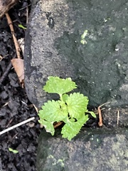 Urtica dioica