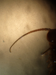Gosibius paucidens