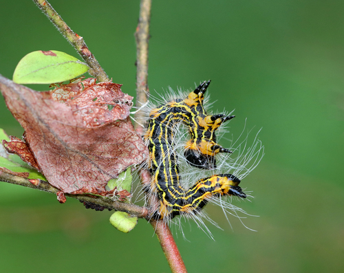 Azalea Caterpillar and Drexel's Datana Moths photo 5